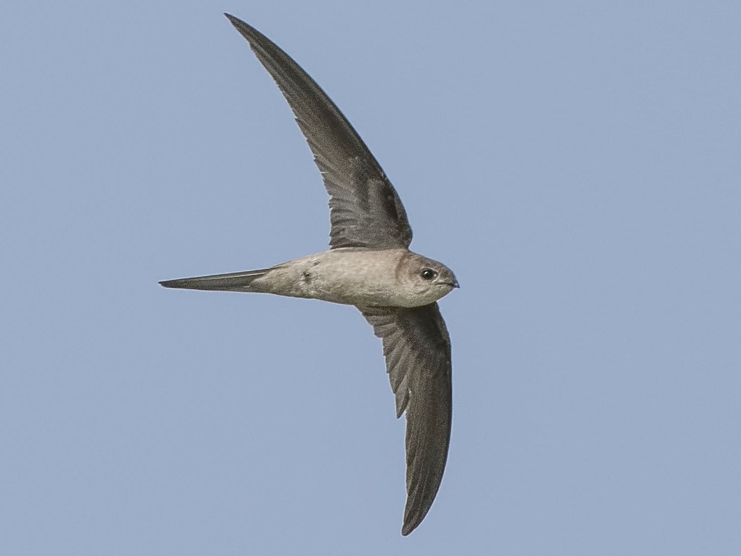 Asian Palm Swift